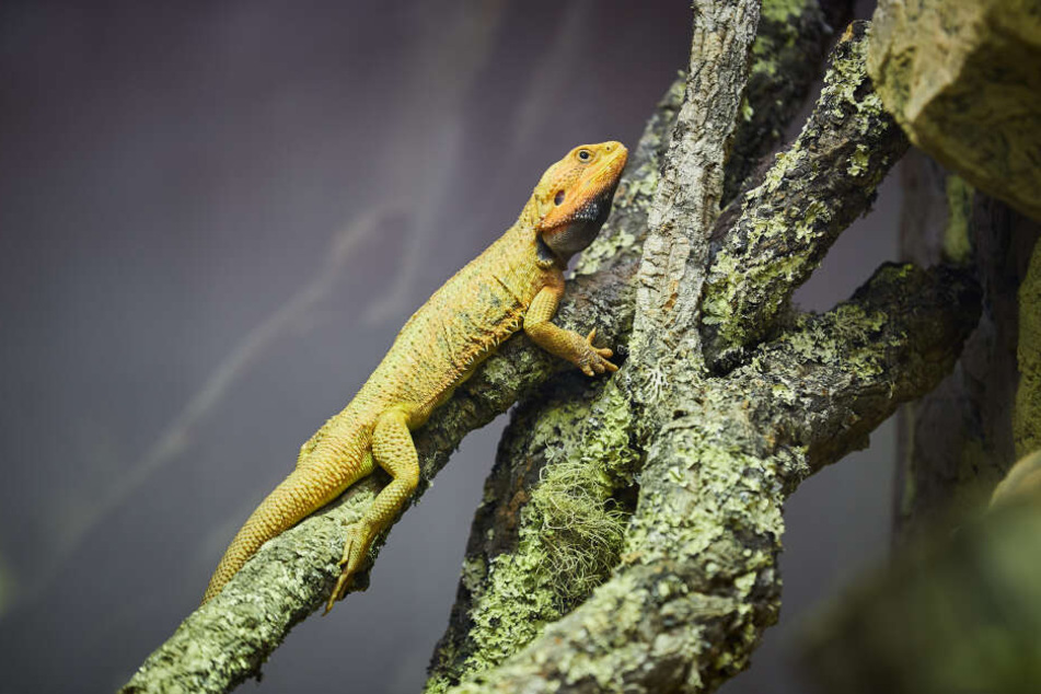 Die exotischen Echsen leben jetzt in einem Terrarium im Foyer des Georg-Arnhold-Bades.