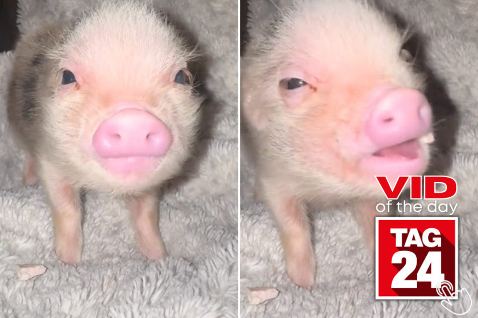 Today's Viral Video of the Day showcases an unbelievably cute ASMR TikTok featuring a mini pig!