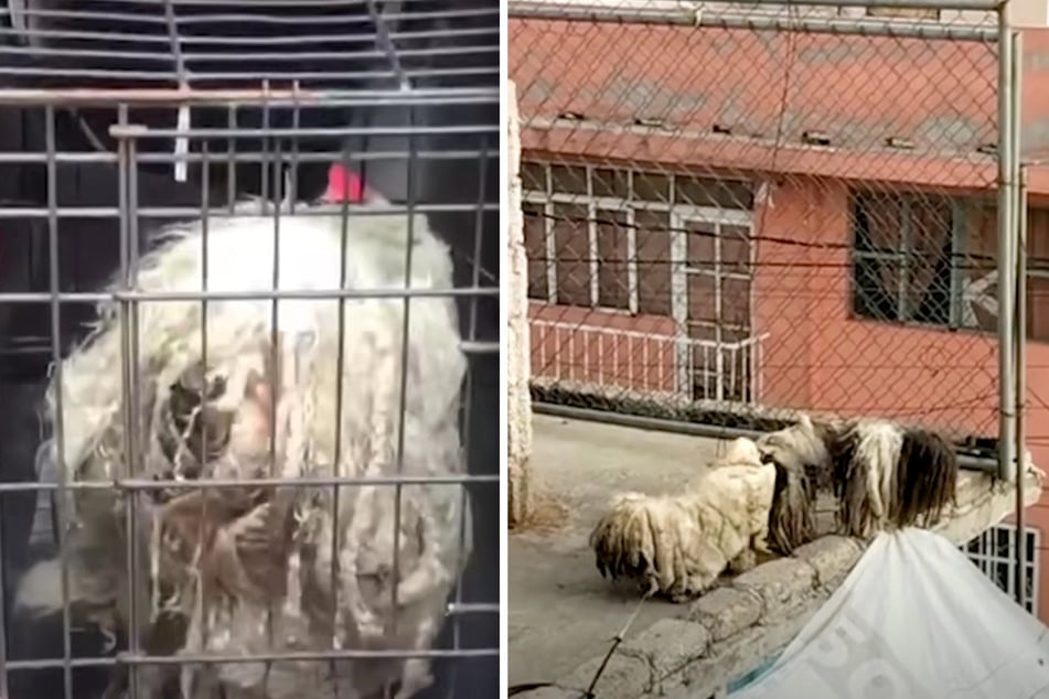 Hunde vollkommen verwahrlost von Dach gerettet: Nach ihrer Rettung sind sie kaum wiederzuerkennen!