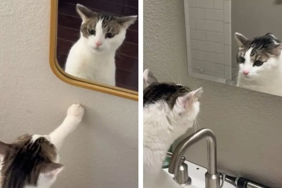 Cat has hilarious reaction to his own reflection!
