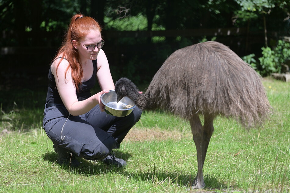Ronja Rössel (21) gibt den Emus Futter.