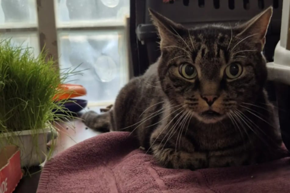 Zurückhaltender Kater Orchi sucht ruhiges Zuhause: Wer erfüllt ihm seinen größten Wunsch?
