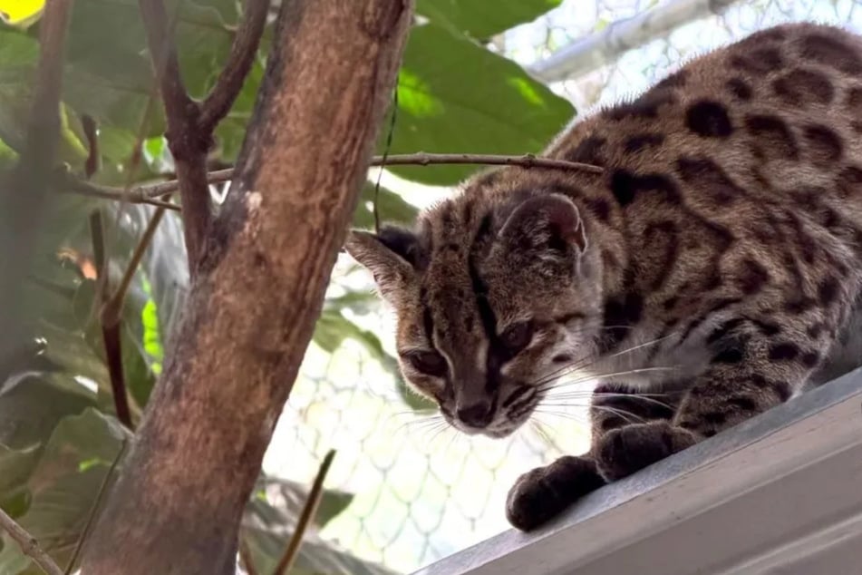Die kleine Wildkatze gehört zur Gruppe der sogenannten Tigerkatzen.