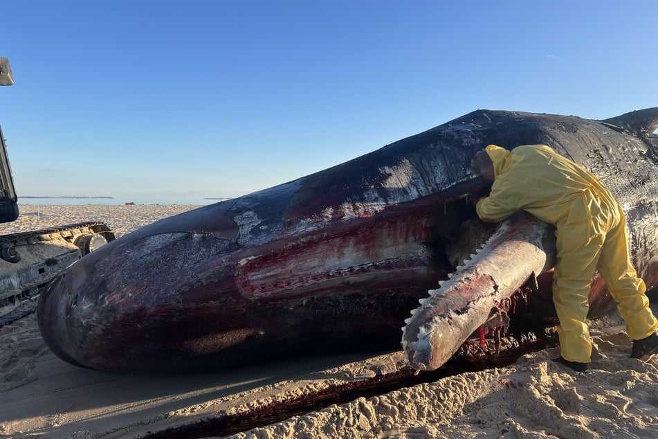 Ein rund 16 Meter langer Kadaver eines Pottwals wurde auf Sylt im Februar 2025 aus dem Wasser geborgen, wo er schon einige Zeit trieb.