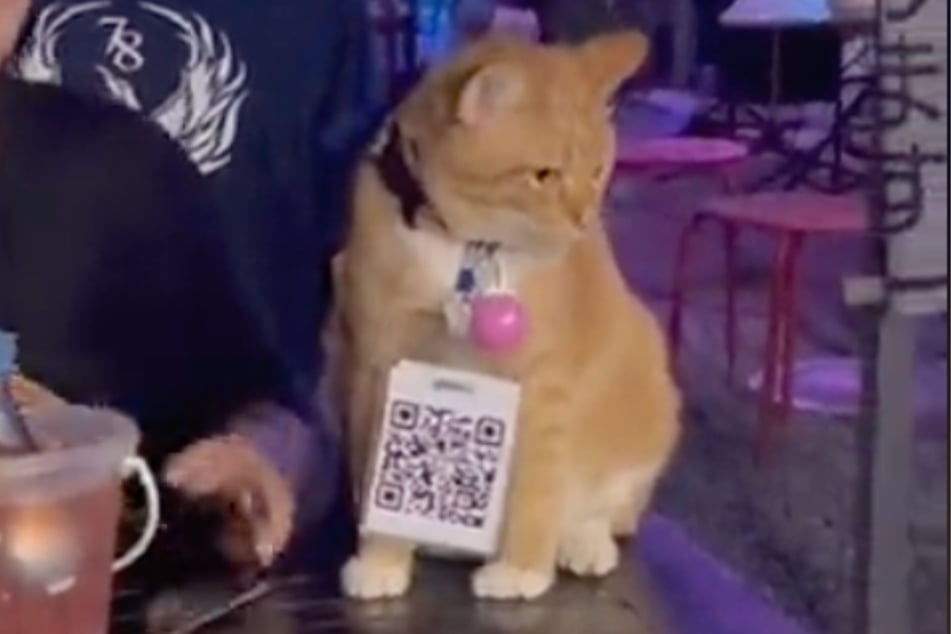 Es werden Prioritäten gesetzt: Kater Tony hat offenbar ganz andere Dinge im Blick als seinen langweiligen QR-Code.