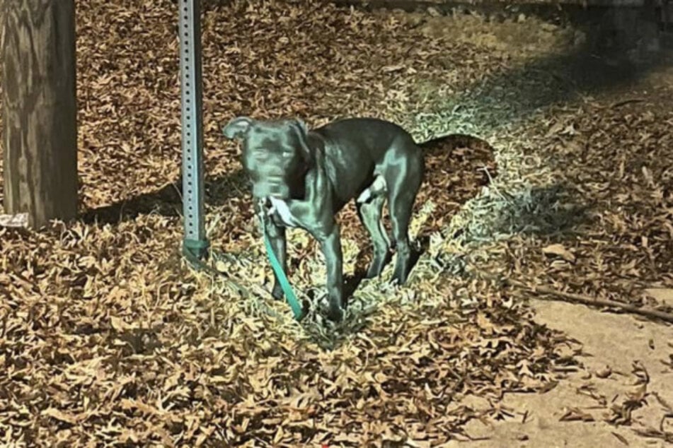 Der Pitbull-Mischling wurde bei eisiger Kälte einfach an einer Stange angebunden und ausgesetzt.