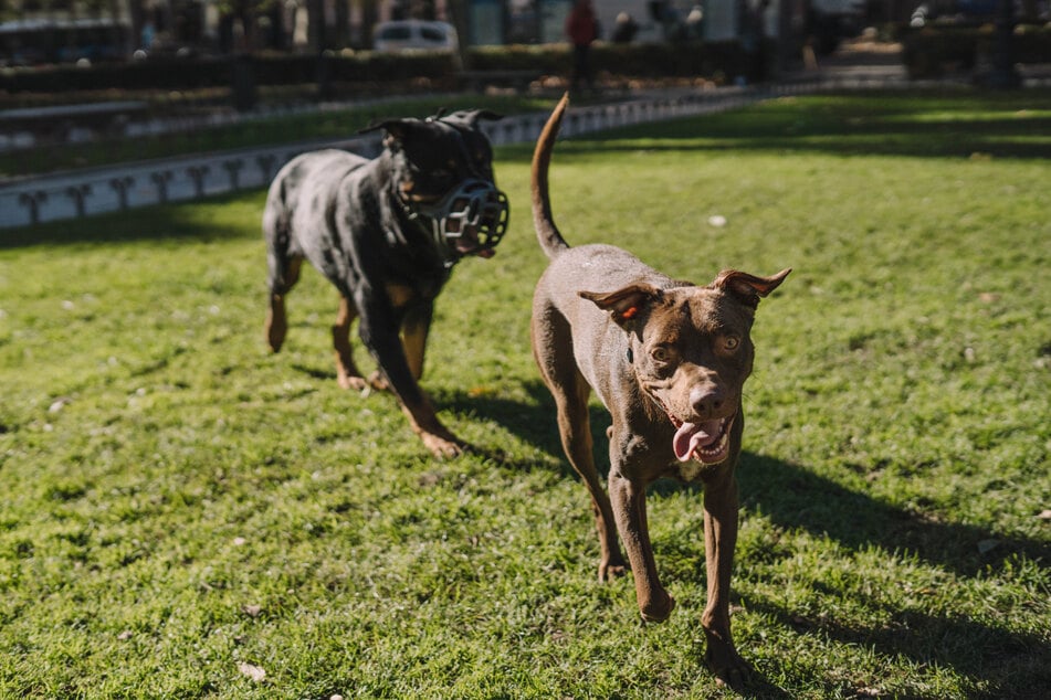 Drei Hundebesitzer sind in einem Neubauviertel aufeinander losgegangen. (Symbolbild)