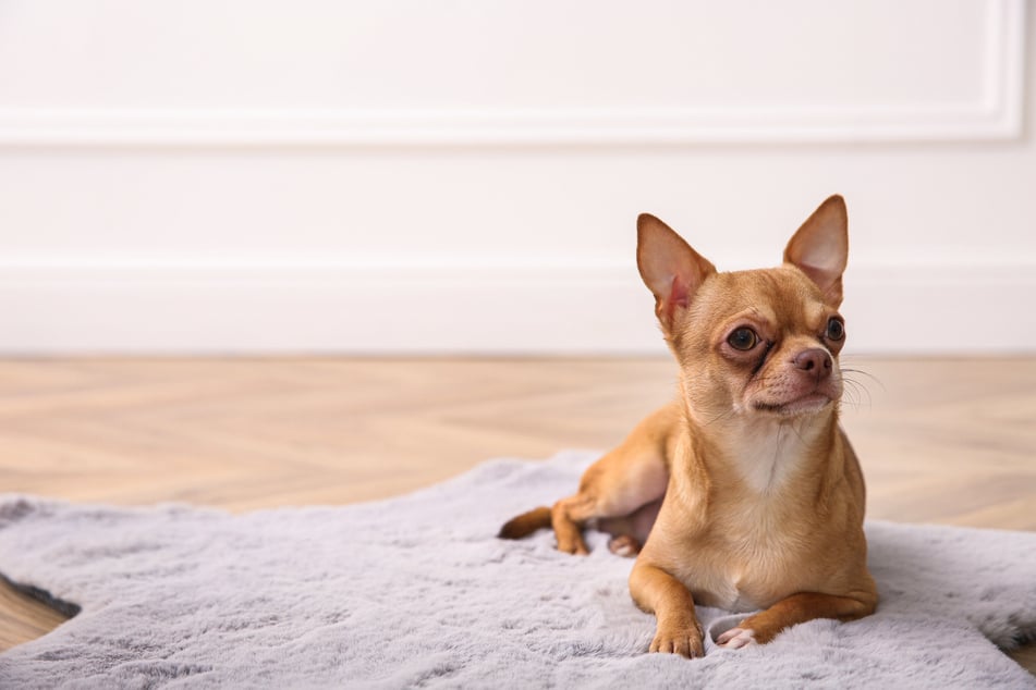 Deckentraining: So bleibt Dein Hund überall entspannt auf seiner Decke