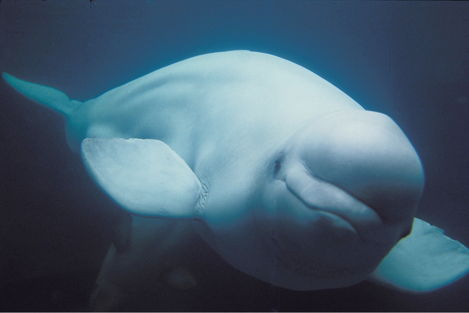 Hvaldimir, a beluga whale who is suspected of being trained by Russia to be a spy, was spotted off the coast of Sweden on Sunday. (Stock image)