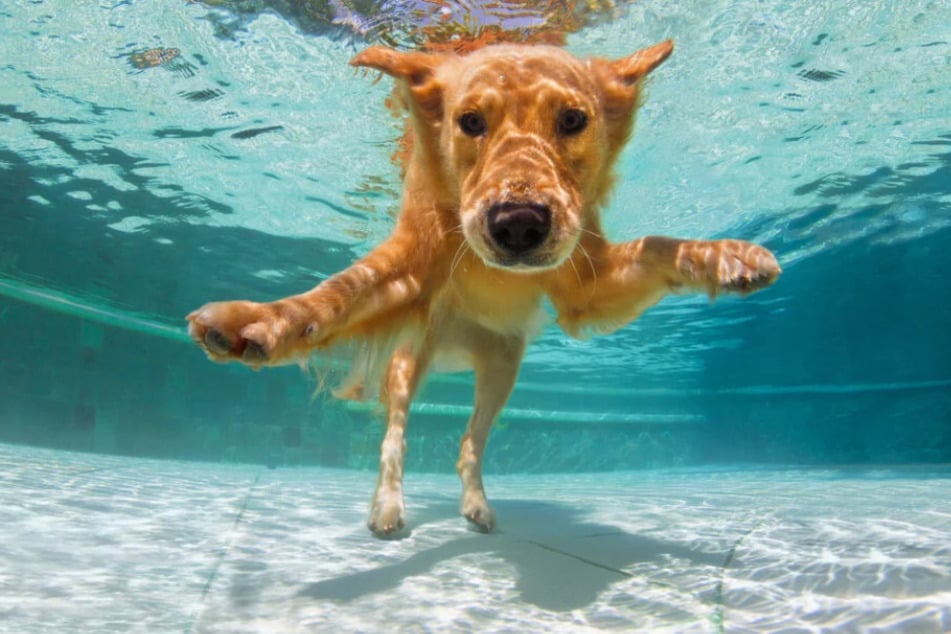 Das Freibad Wittgensdorf bietet unseren Vierbeinern am heutigen Sonntag eine frische Abkühlung. (Symbolbild)