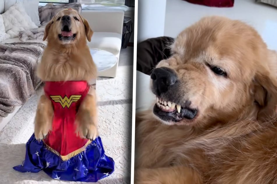 Was ist das? Echo kann auch ganz anders - kostümiert und extra niedlich. Zum Glück folgt bald der nächste mürrische Blick.