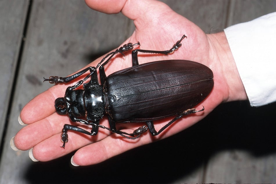 It's hard to believe that the titan beetle can even get off the ground!