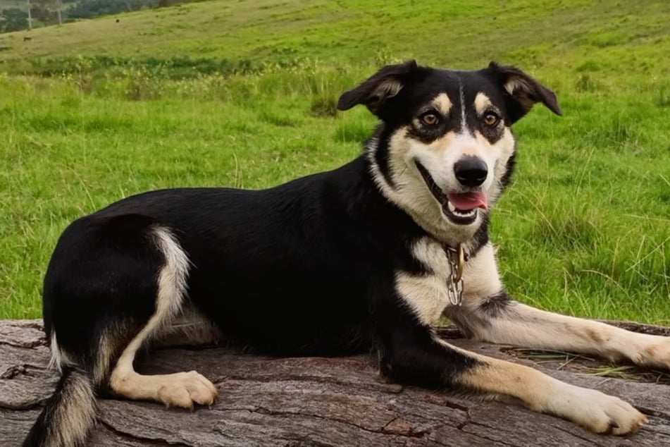 Kurzhaar-Border-Collie-Dame Liz werden phänomenale Hüte-Eigenschaften zugesprochen. Nun wurde die junge Hündin für eine Rekord-Summe versteigert.