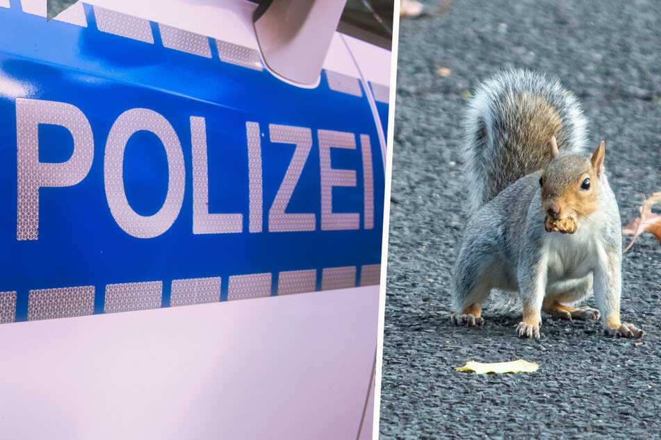 Eichhörnchen verursacht Auffahrunfall in Zwickau
