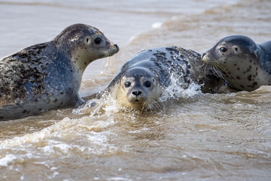 Seehunde robben von der Ostspitze der Insel Juist ins Wasser. (Archivbild)