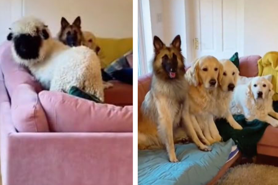 Video sorgt für mächtig Verwirrung: Sitzt da ein Schaf bei den Hunden?