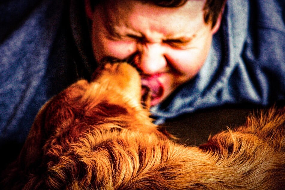Why does your dog keep licking you?