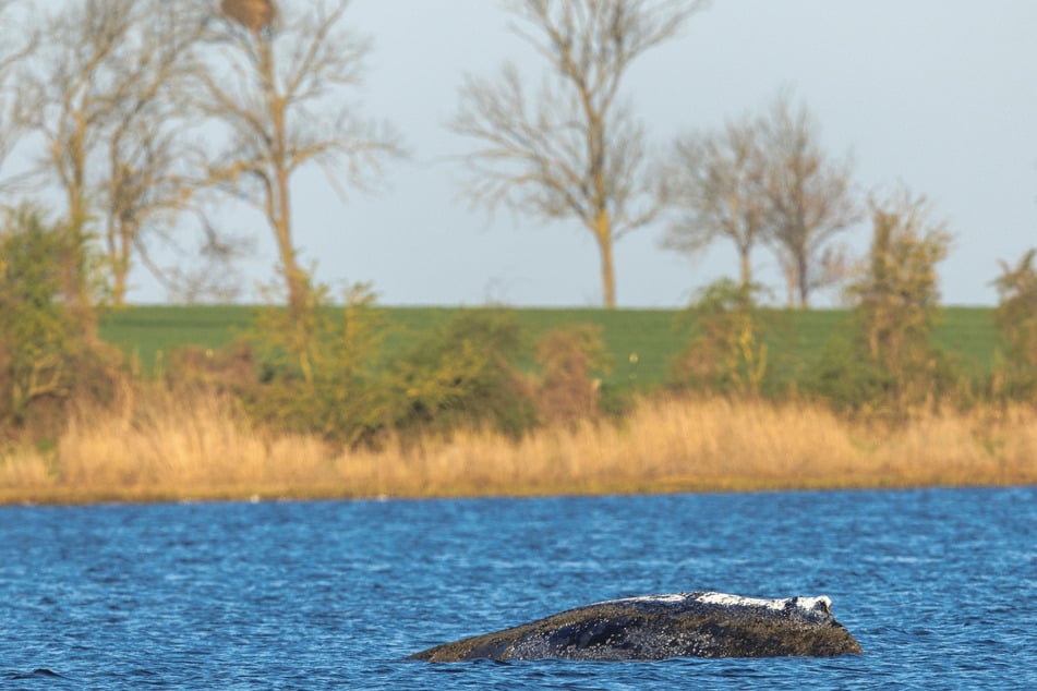 Buckelwal Timmy schwamm sich erst frei, liegt aber immer noch vor Poel.