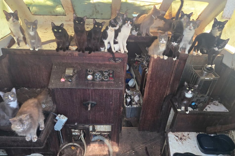 Mehr als 30 Katzen wurden auf einem verlassenen Boot in Tacoma entdeckt.
