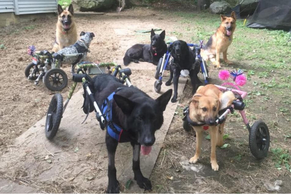 Hunde im Rollstuhl: Frau schenkt behinderten Vierbeinern ein neues Zuhause
