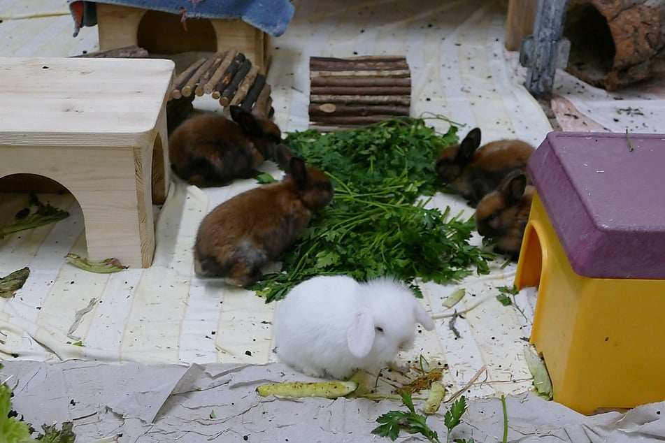 Zusammen mit den im Tierheim geborenen Kaninchen dürfen die kleinen Hoppler nun in Ruhe ankommen.