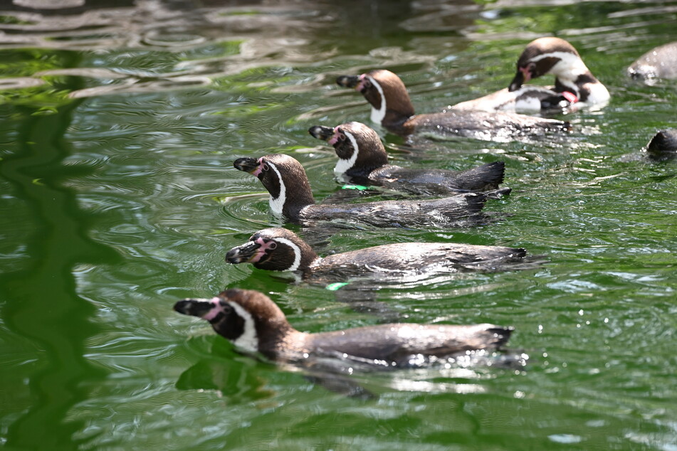 Im Amerika-Tierpark könnt Ihr neben Pinguinen auch Alpakas und viele andere Tiere sehen.