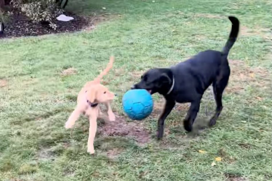 Mitzi und Betty sind ganz schnell beste Freunde geworden. Der Ball kommt nun auch endlich sinnvoll zum Einsatz.