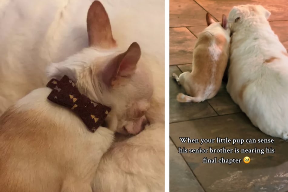 The moment when Toby the dog lovingly cuddled up to his dog brother moved TikTok users to tears.