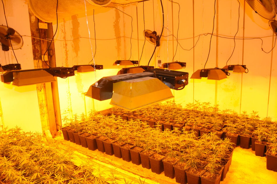 331 Cannabispflanzen stellten die Behörden sicher.
