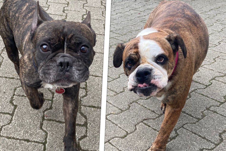 Besitzer bringen Hunde ins Tierheim: Was Sweety und Budget dann widerfährt, ist herzzerreißend