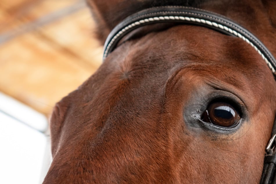 Ein ausgebrochenes Pferd wurde bei einem Unfall in Oberfranken tödlich verletzt. (Symbolbild)