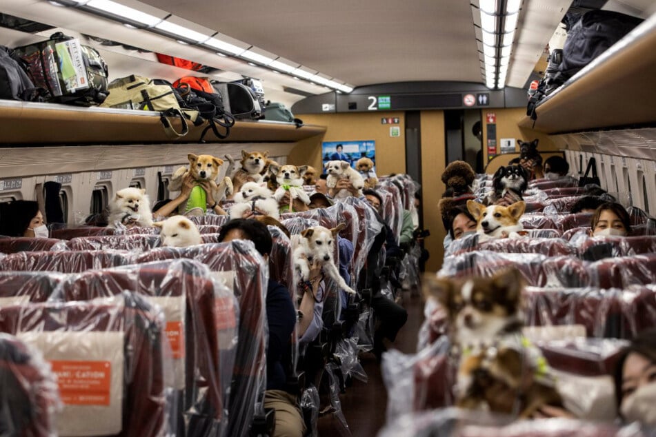 An entire compartment was reserved for the dogs and their owners.