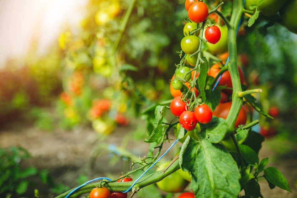 Tomaten brauchen viel Sonne für Fotosynthese sowie die Zucker- und Aromabildung.