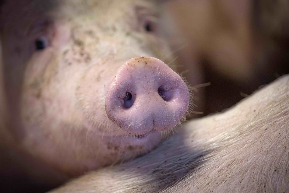 In Weißenfels ist ein Schlachthof von der Schweinepest betroffen. (Symbolbild)