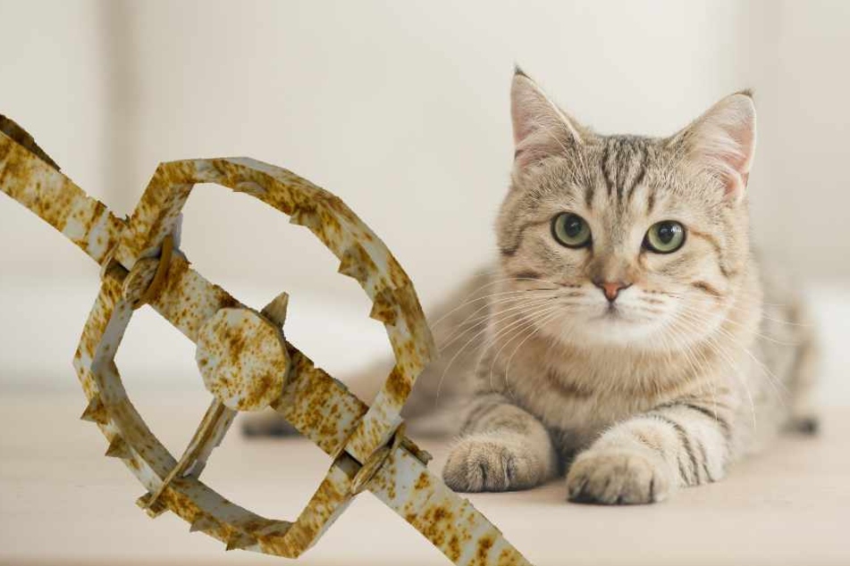 Katze tappt in Bärenfalle und stirbt qualvollen Tod
