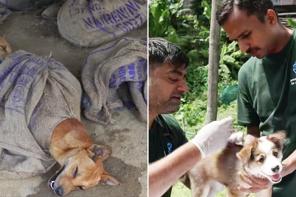 In Nagaland (Indien) haben Tierschützer 18 Hunde aus einer Zucht für den Hundefleischhandel gerettet.