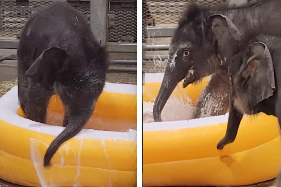 Elephant twins Yaad and Tukada take their first bubble bath at the Rosamond Gifford Zoo.