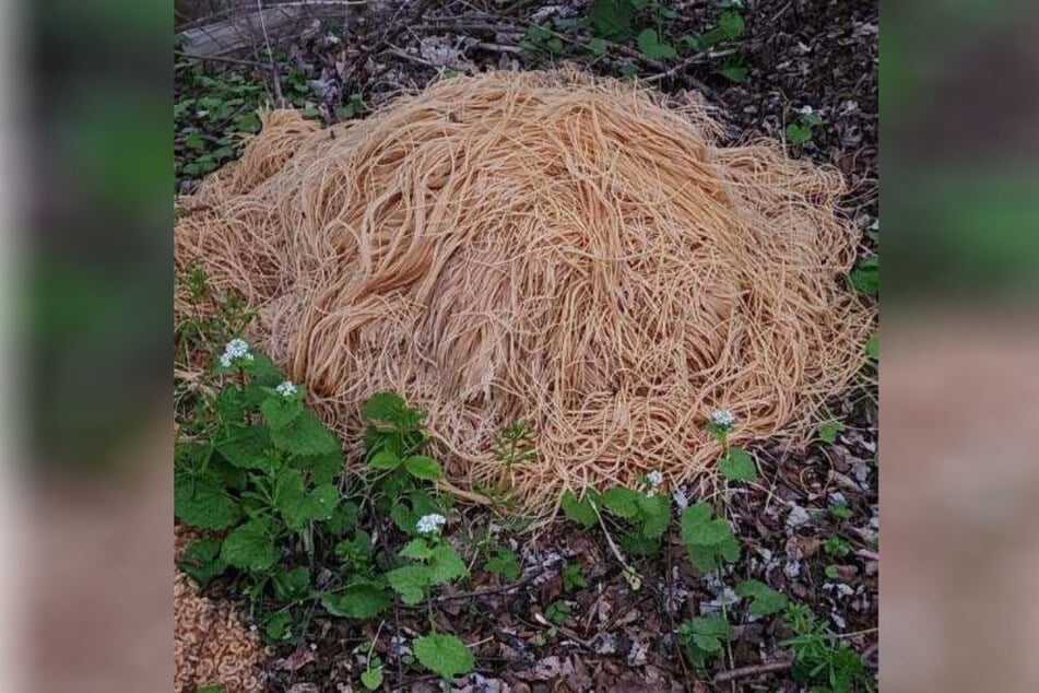 Unter anderem gab es einen Nudelhügel der nur aus Spaghetti bestand, die durch den feuchten Waldboden aufgeweicht sind.