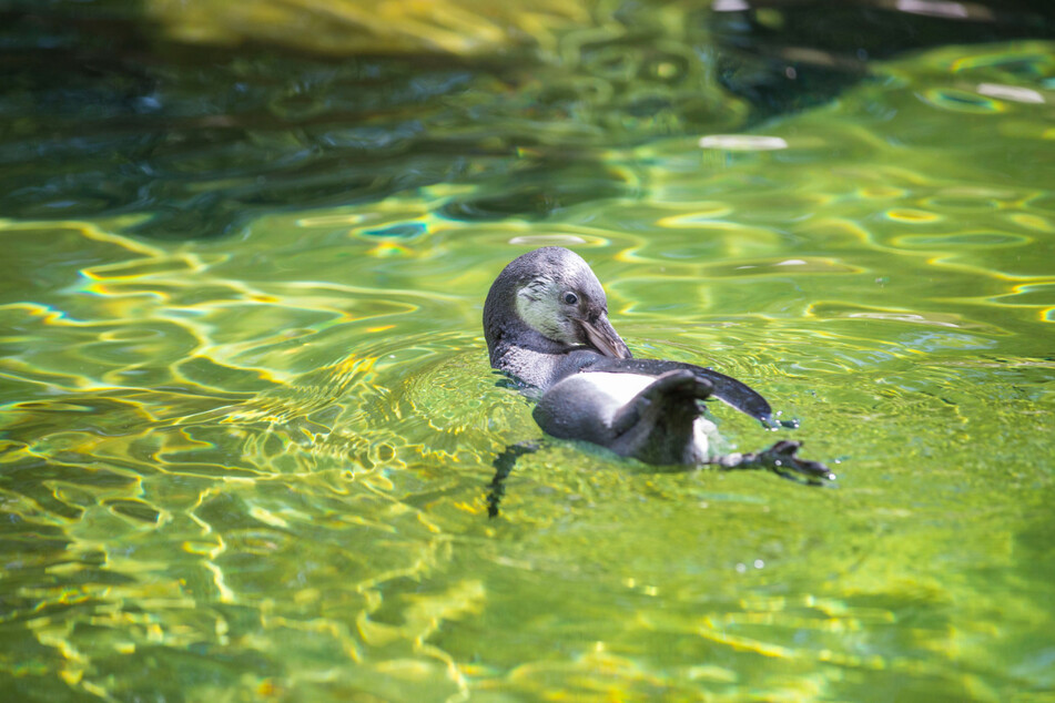 Die aufgeregten Minis sind neugierig auf die neue Zoo-Welt.