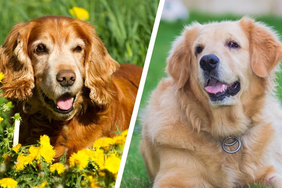 If you cross an English cocker spaniel with a golden retriever, you get a golden cocker retriever.