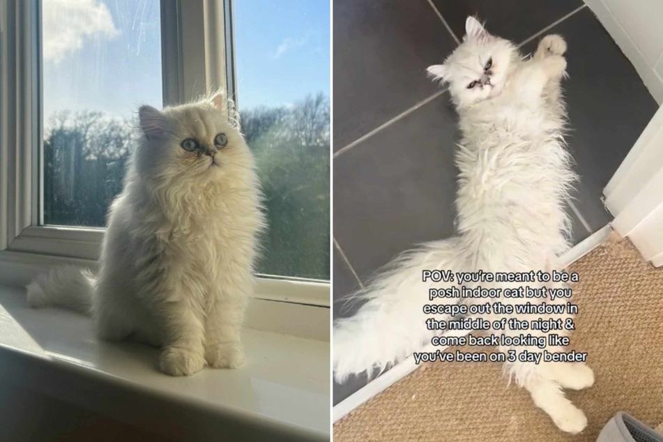 Indoor cat comes home from wild all-night bender outside looking hilariously bedraggled!