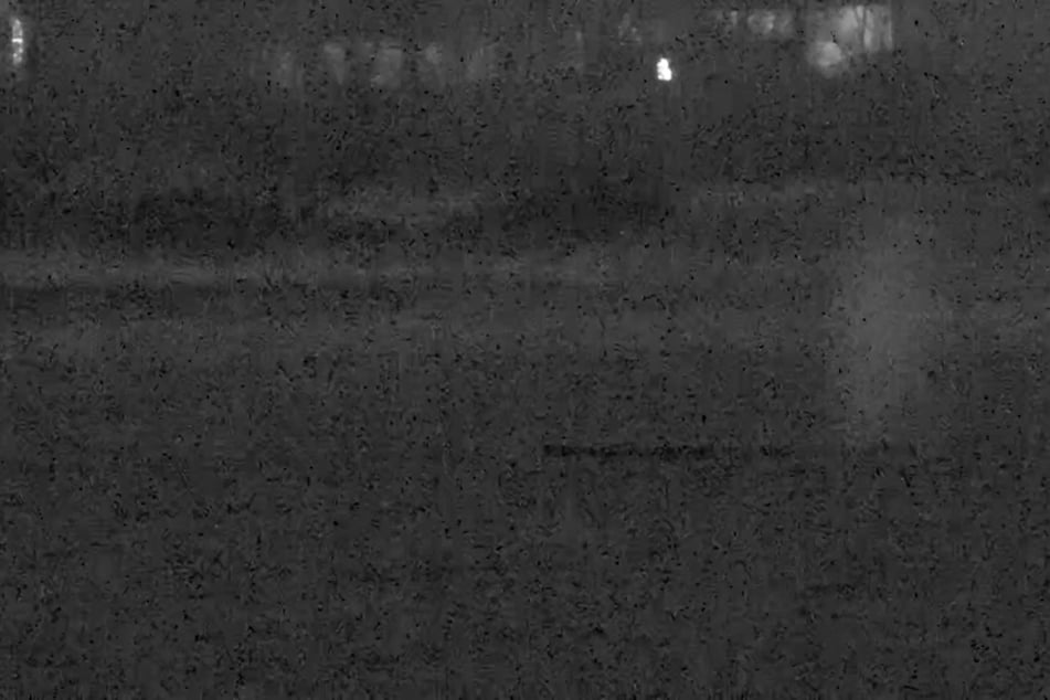 Der Buckelwal schwamm zunächst in Richtung Hafen, wechselte jedoch immer wieder die Richtung.