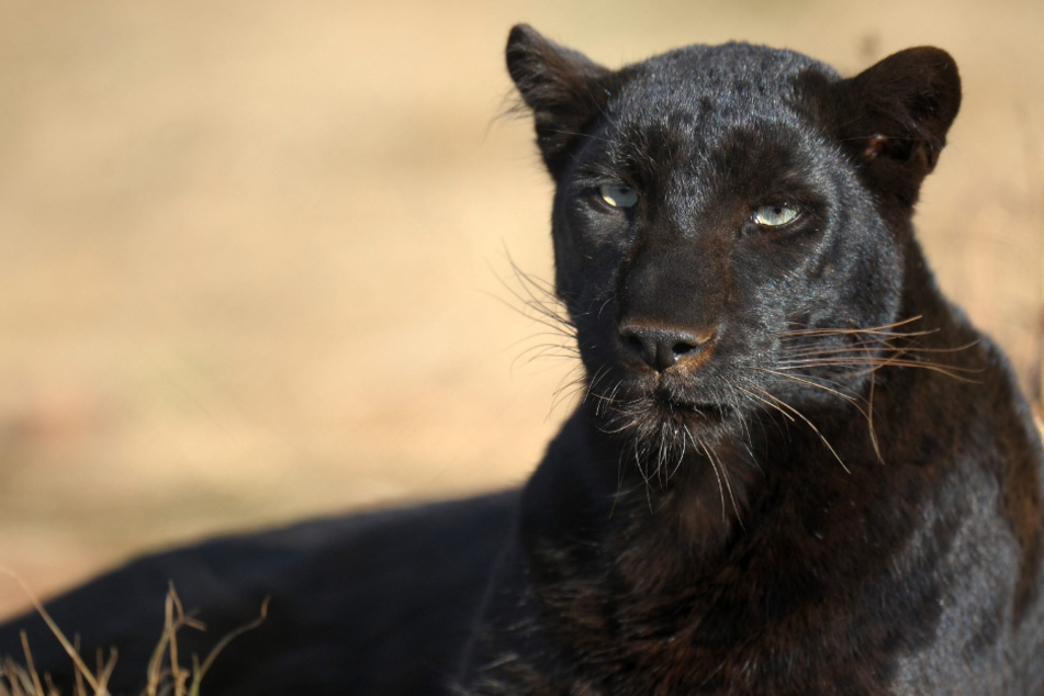 Ein womöglicher schwarzer Panther sorgt in Oberbayern für Aufruhr. (Symbolbild)