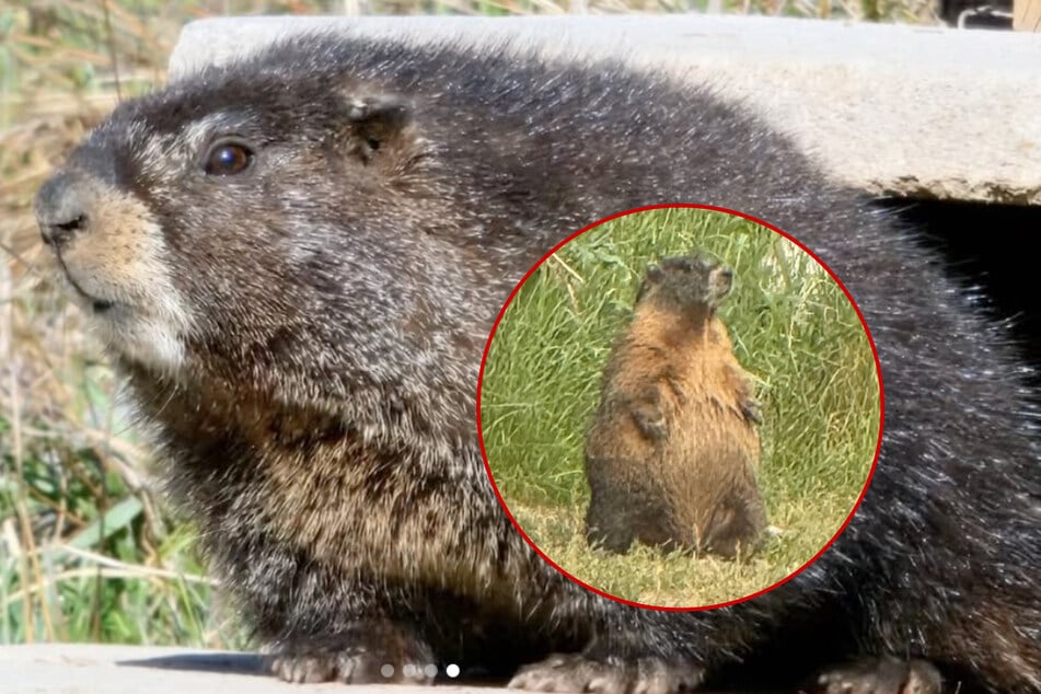 Colorado's marmots are ready to battle it out in the very first Fat Marmot Week. 