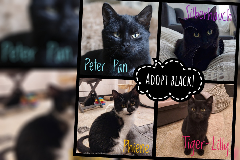 Tierhilfe mit besonderer "Black Friday"-Aktion: Gebt schwarzen Tieren eine Chance!