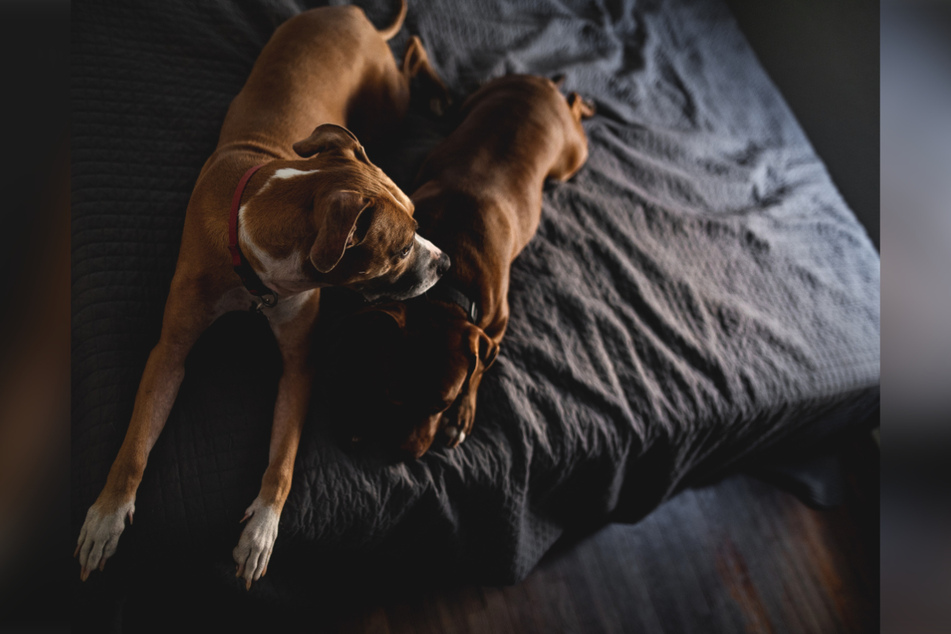Dogs may feel more calm during a fireworks session in a quiet room, and sleeping in a familiar bed or safe space.