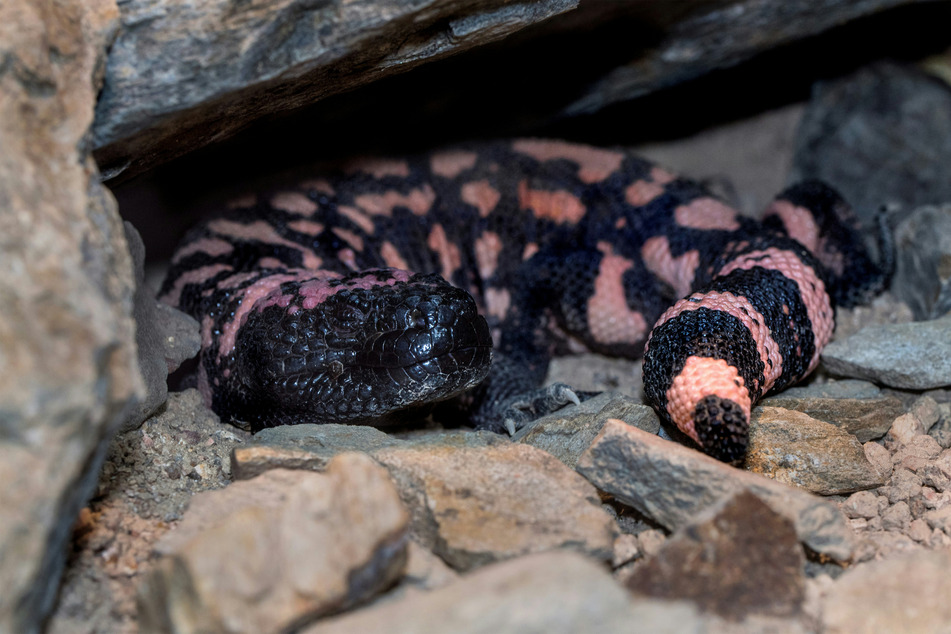 Many mistake the Gila monster for a snake, but it's actually a lizard.