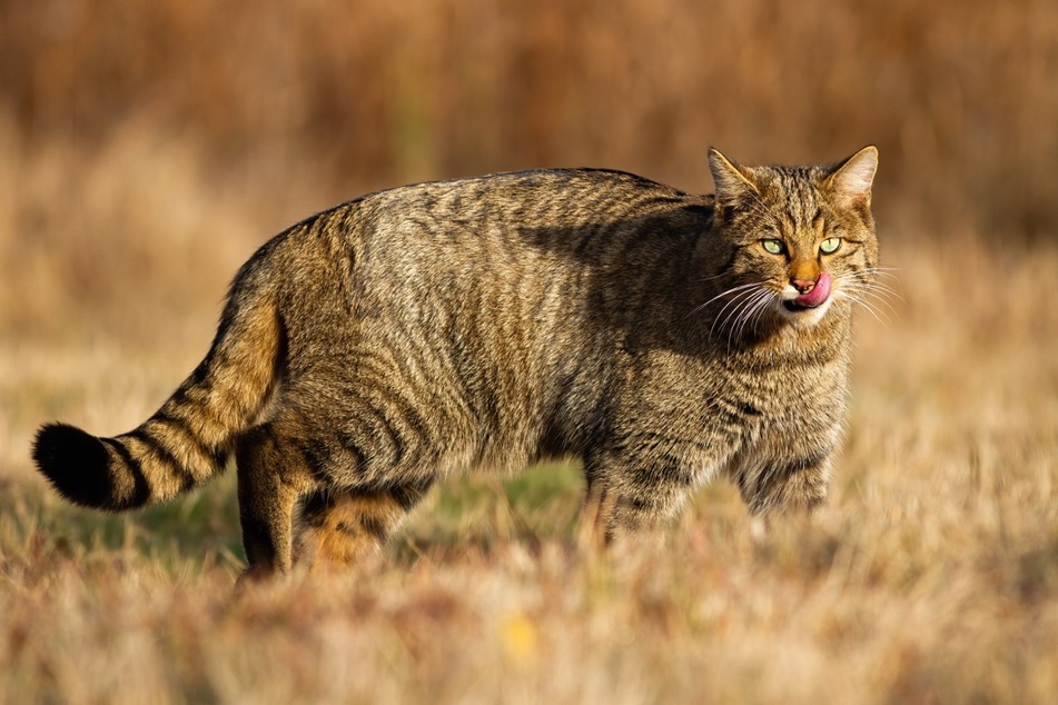 Die Europäische Wildkatze sieht den getigerten Hauskatzen sehr ähnlich.