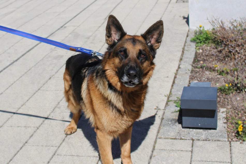 Milou hofft auf einen Liebhaber seiner Rasse, der seine Bedürfnisse respektiert.