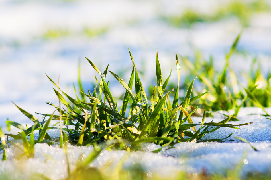 Es taut! Dank milder Temperaturen wird vom Schnee bald nicht mehr viel zu sehen sein. (Symbolbild)